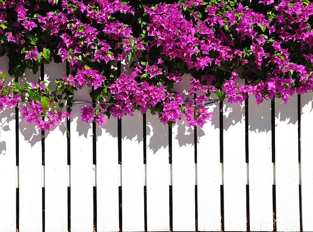 Maintenance Tips to Keep Fence in Top Shape Beitzell Fence Co. Gainesville (703)691-5891