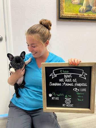 Images Sunshine Animal Hospital