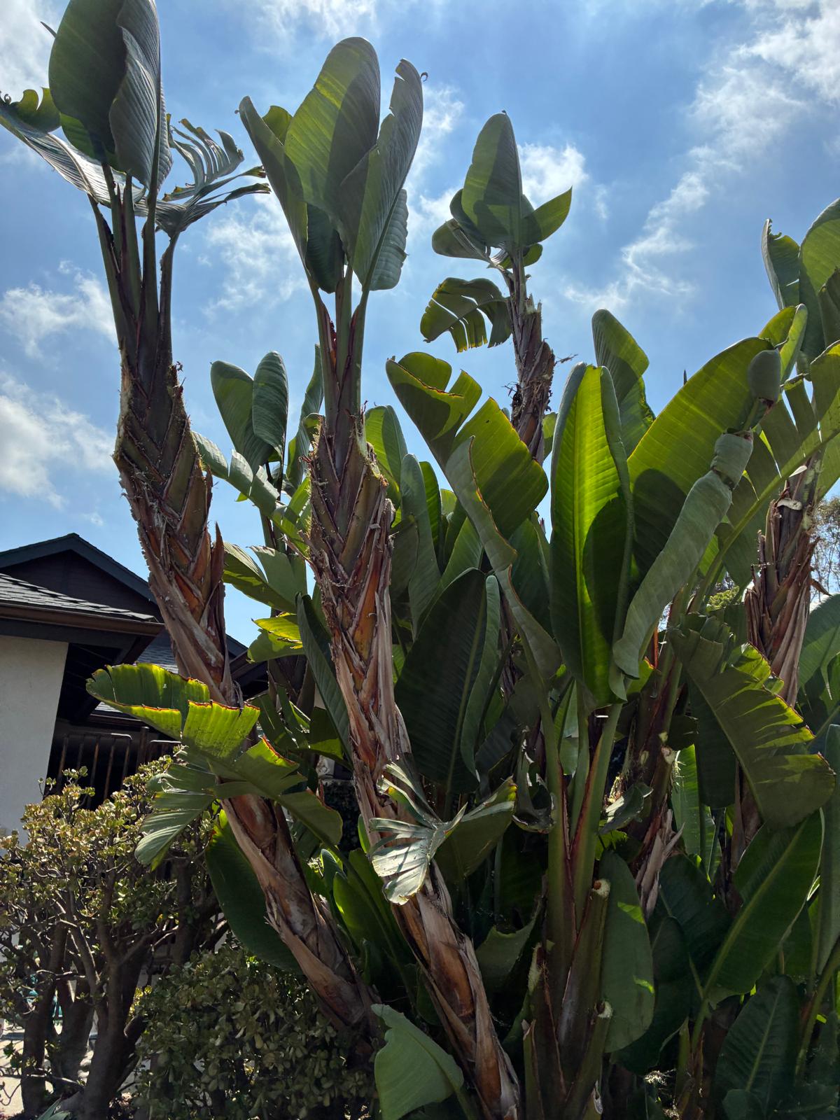 Daniel’s Tree Service Image