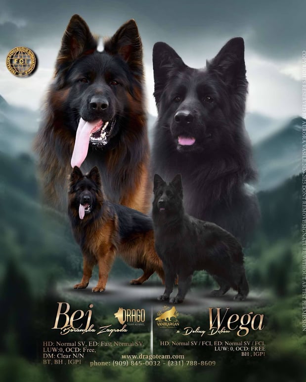 Images VanBlargan German Shepherds