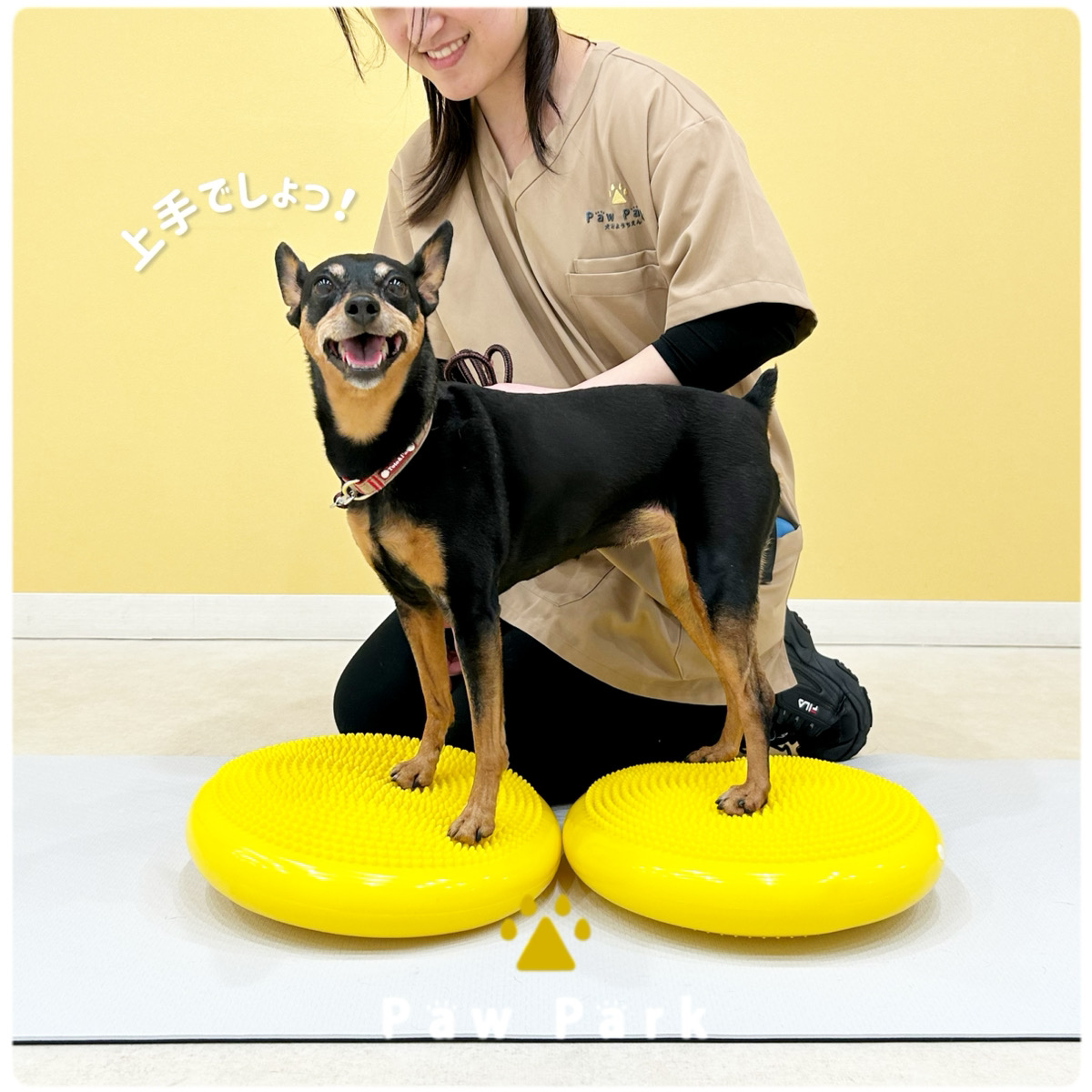 Images PawPark 犬のようちえん 高槻店