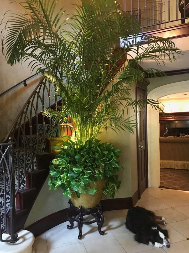 Check out our house plant store Tall Plants Houston (713)464-8671