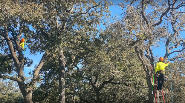 Images Action Tree Service