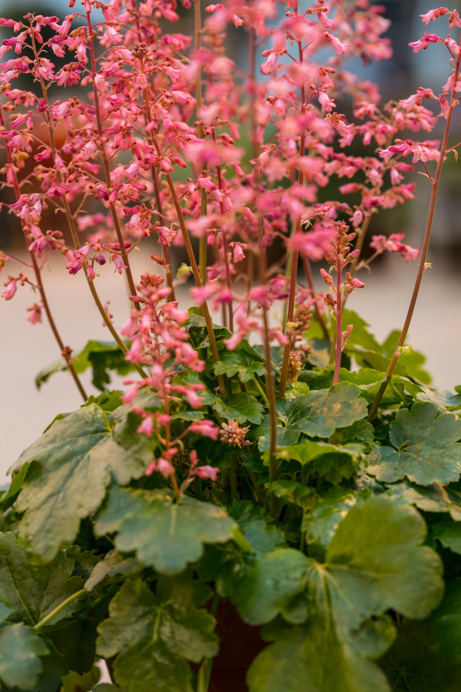 Gärtnerei Allemann GmbH, Benkenstrasse 266 in Witterswil