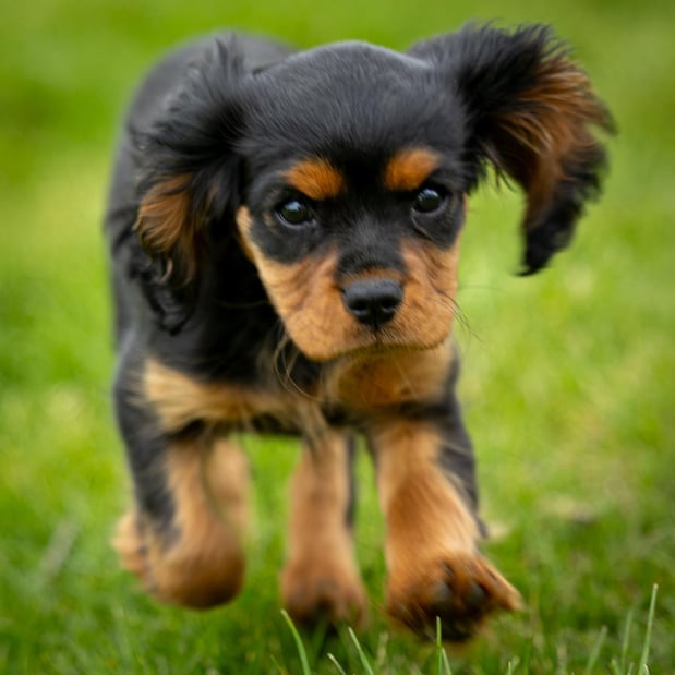 Images Pine Acres Puppies