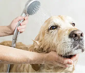 Images The Pawfectionist