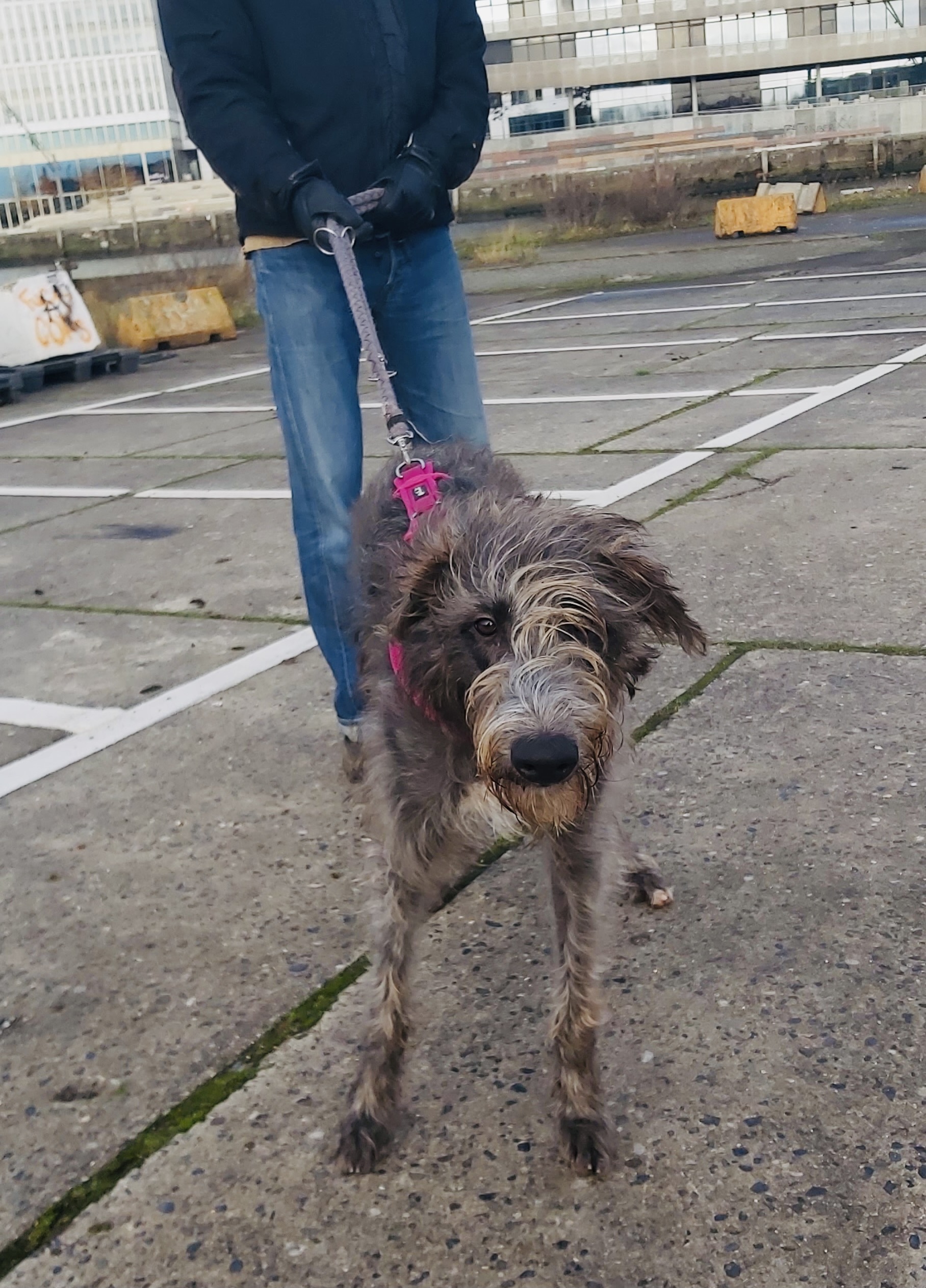 Hundecollege Hamburg, Farnstieg 9 in Hamburg