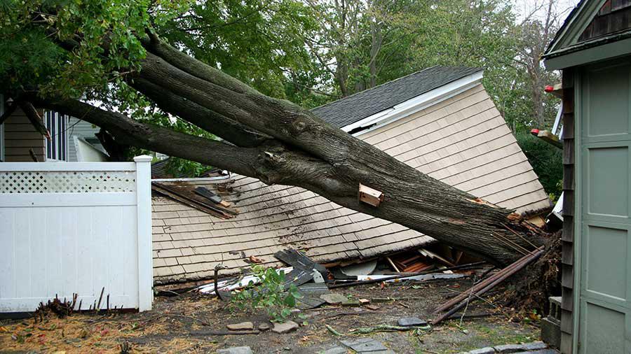 When disaster strikes, count on Chester Tree Care for prompt and reliable emergency tree removal services. Our team is available 24/7 to respond to tree-related emergencies, such as fallen or dangerously leaning trees. With our swift response and efficient techniques, we mitigate further damage and restore safety to your property in times of crisis.