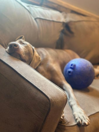 Images Leash and Love LLC