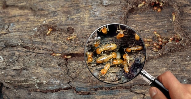 Images NJ Pest Control