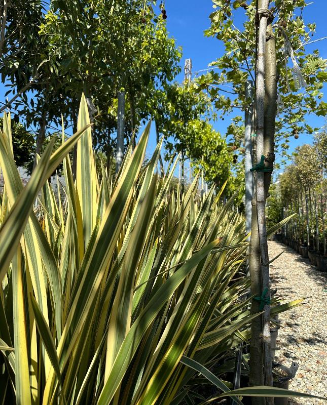 Images Piante Macri'