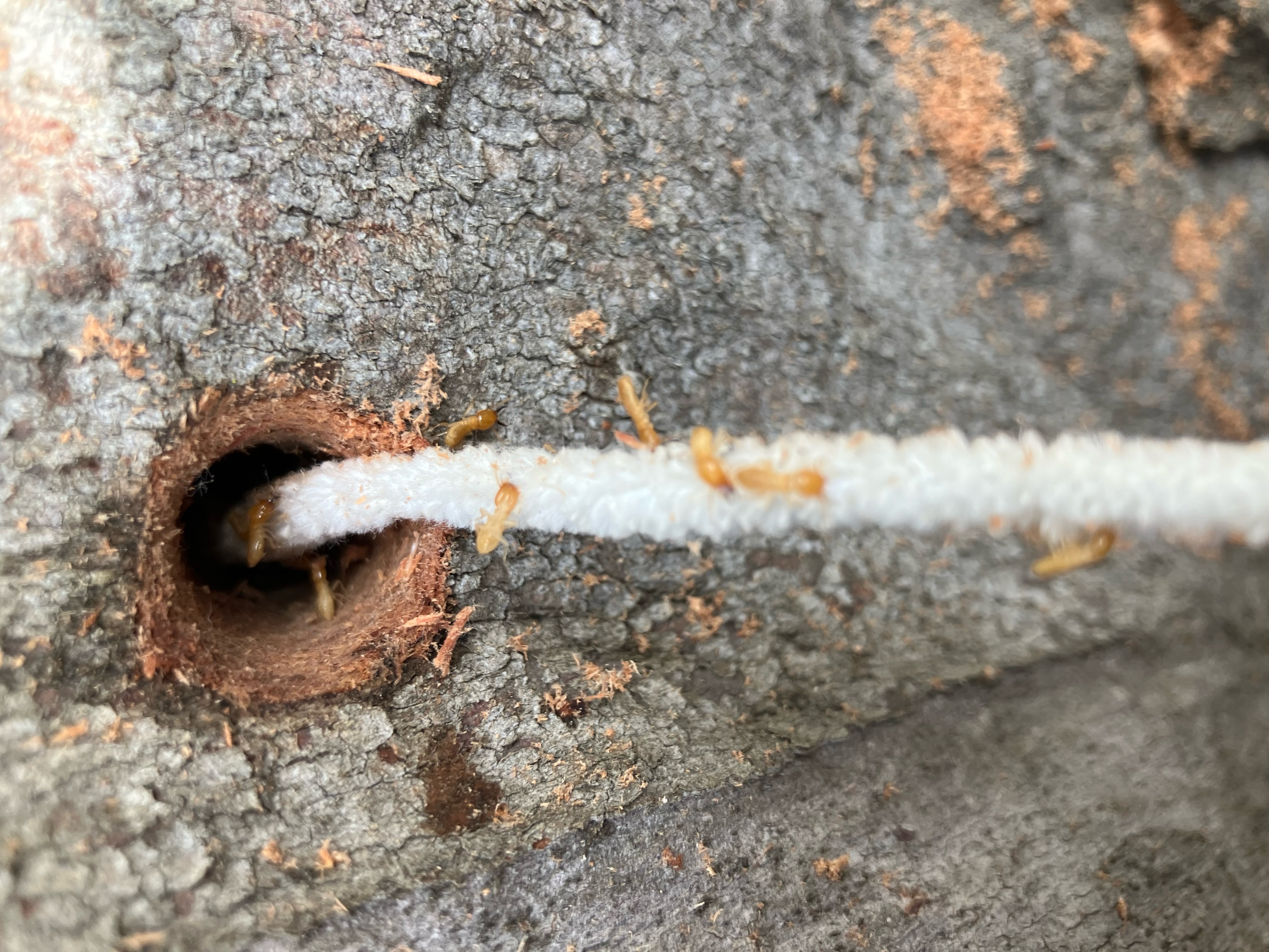 Images Bligh Park Pest Control