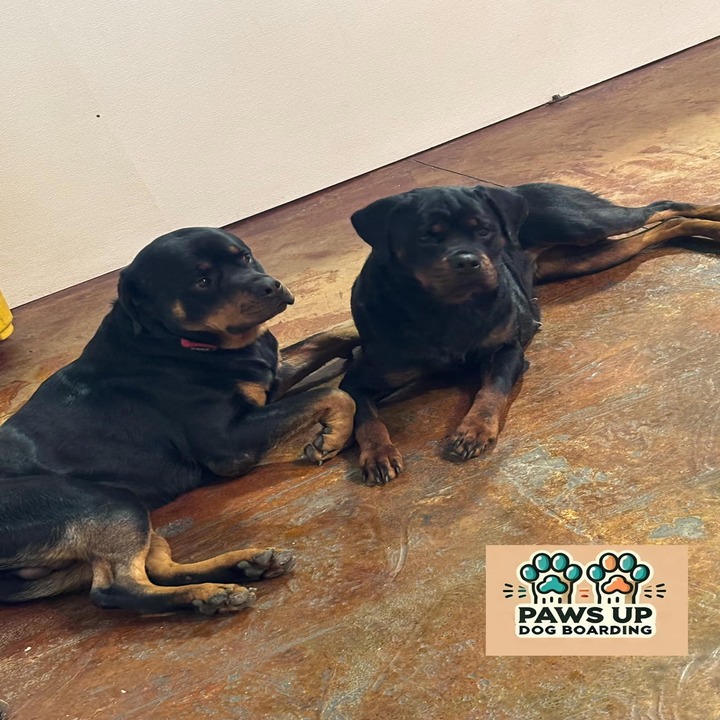 Images Paws Up Daycare & Boarding