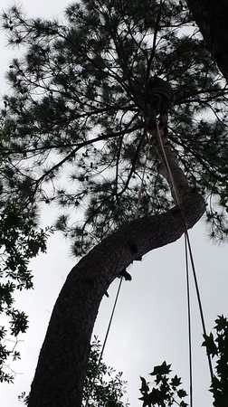 Images TNT Tree Service