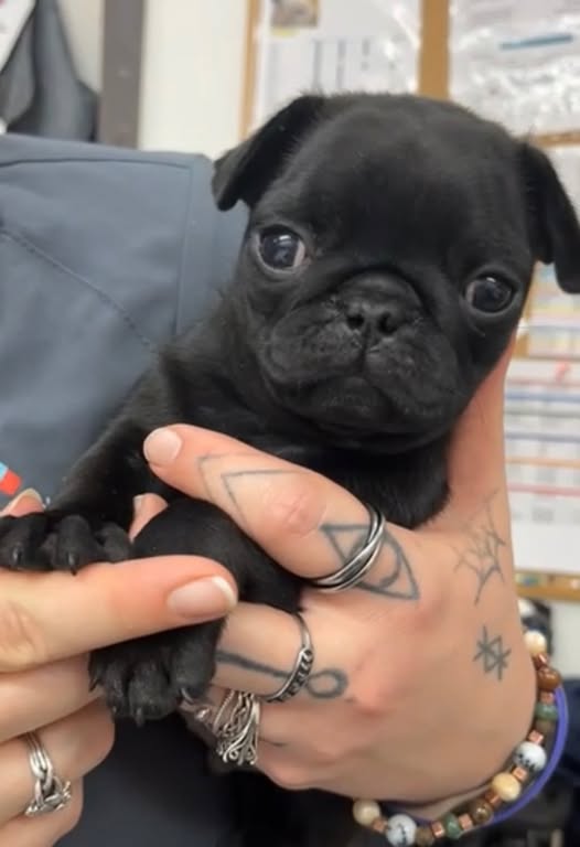 Images VCA Wingate Animal Hospital