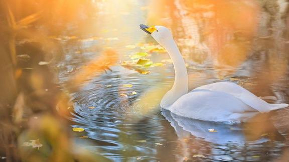 Images Kiviliike Joutsenkivi