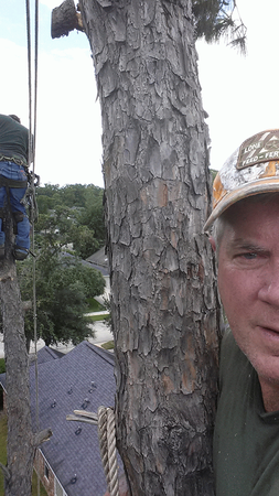 Images TNT Tree Service