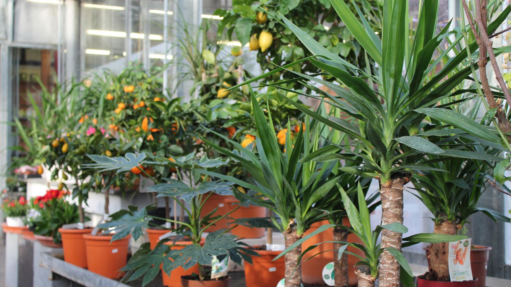 Blumen Petsch, Äußere Brucker Straße 53 in Erlangen