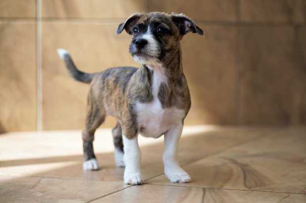 Images VCA Becker Animal Hospital and Pet Resort