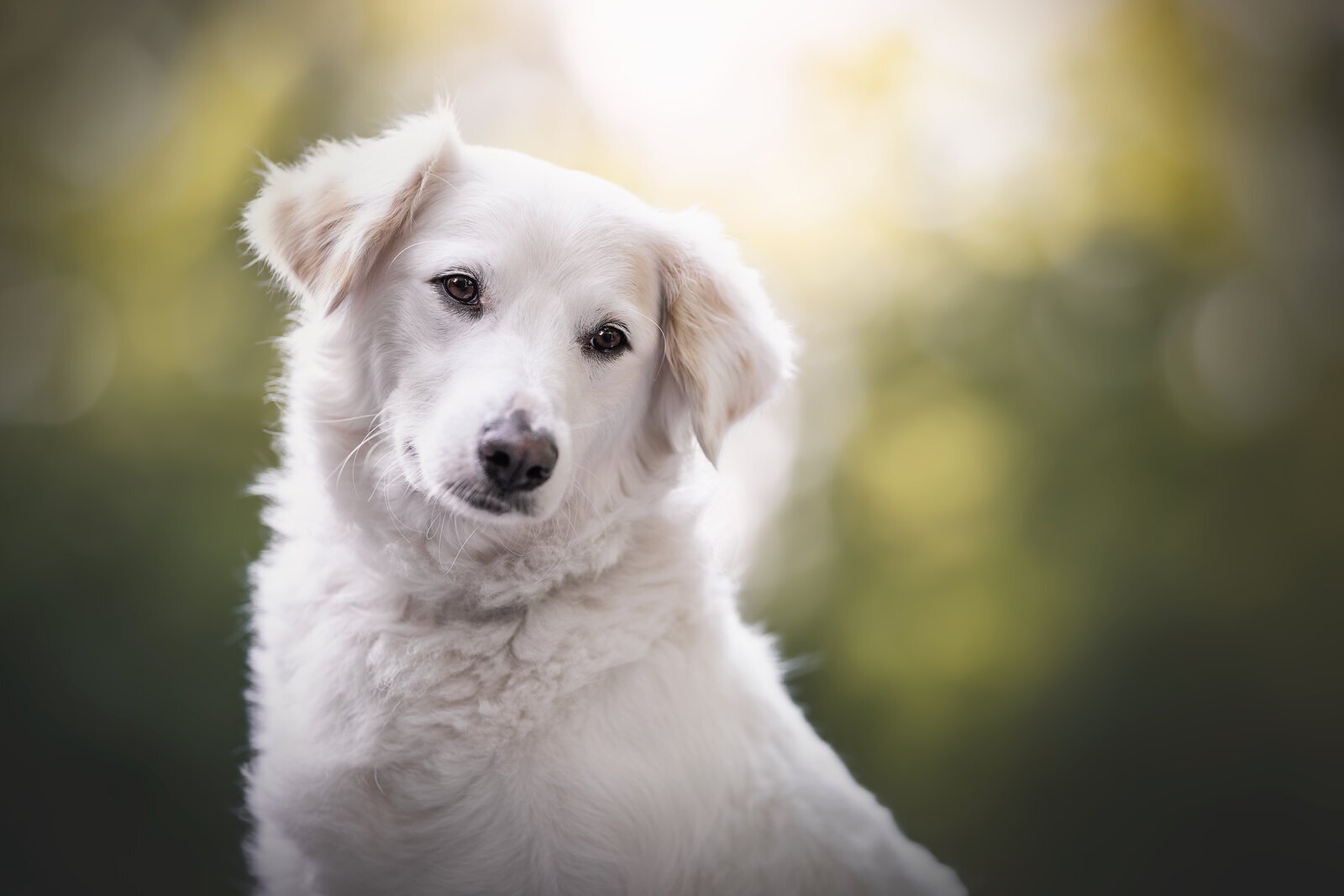 Bilder A-Z-Hundetraining