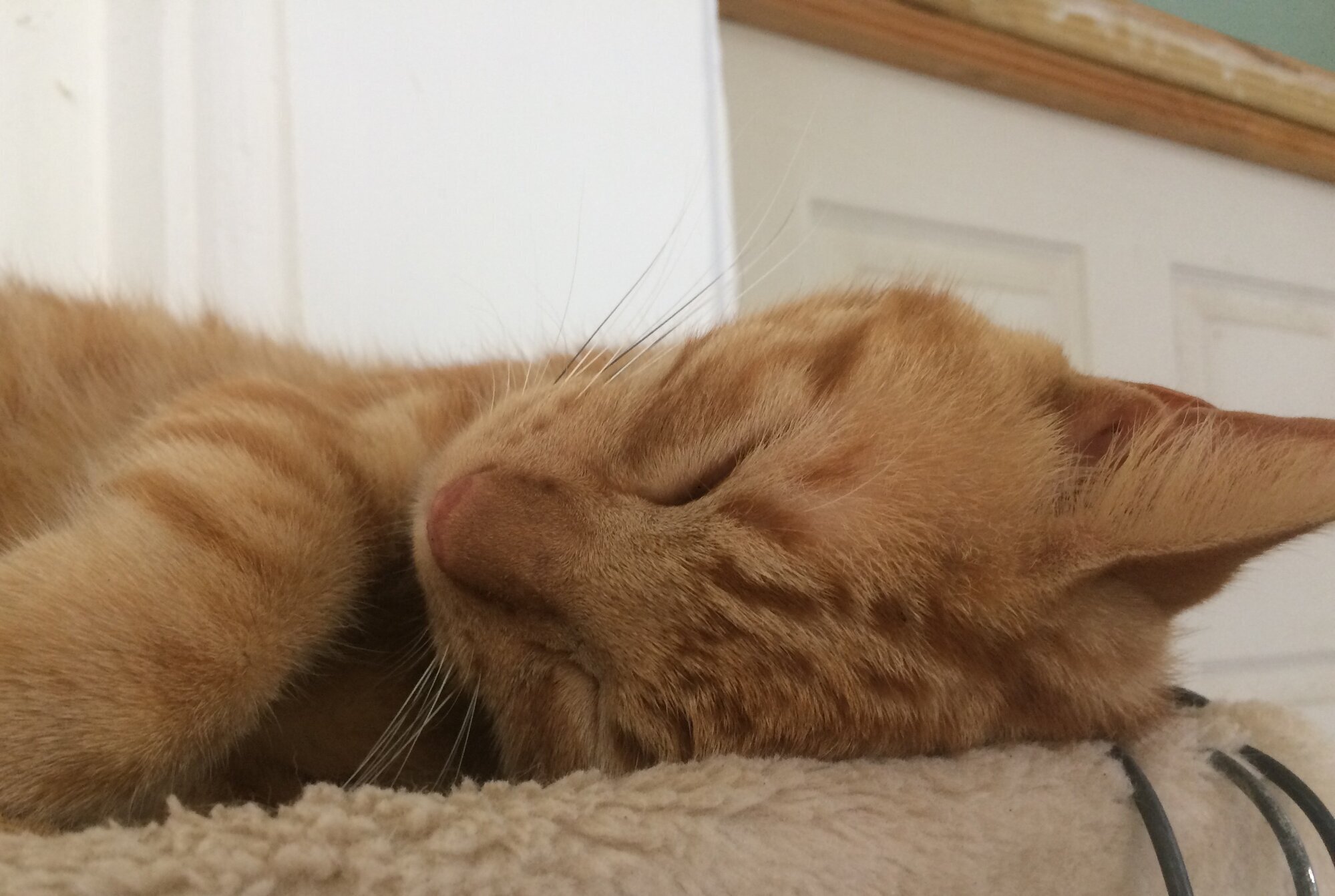 Images Furball All Things Cat Store