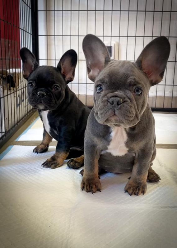 Images Royal Dog