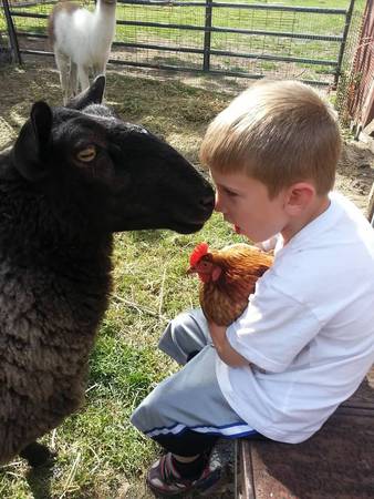 Images Marcinda Kennels