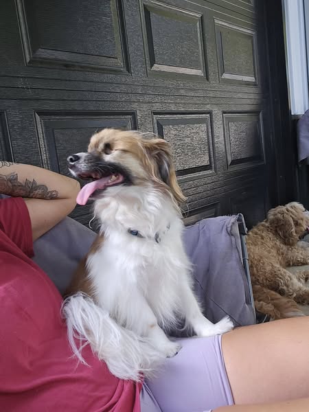 Images Wag Watchers DayCare & Spa