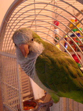 Images Life of Riley Pet Care