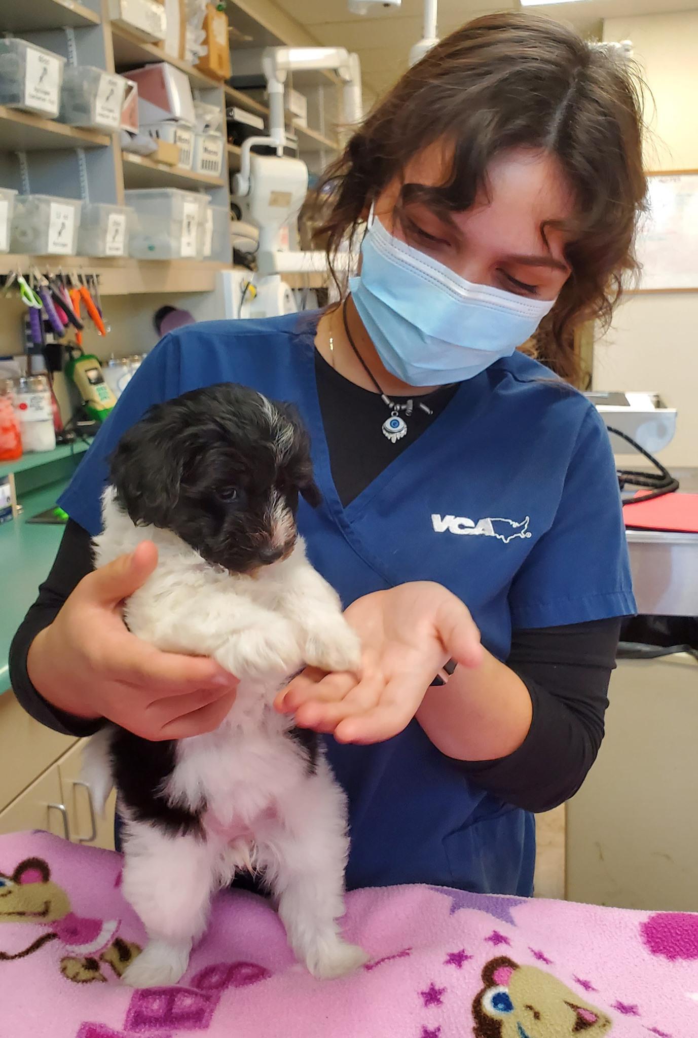 Image 4 | VCA Vets & Pets Animal Hospital