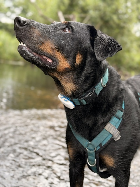 Hundeschule DogGeeks® TonCane: Online & Mobil, Voßbarg 23 in Seevetal