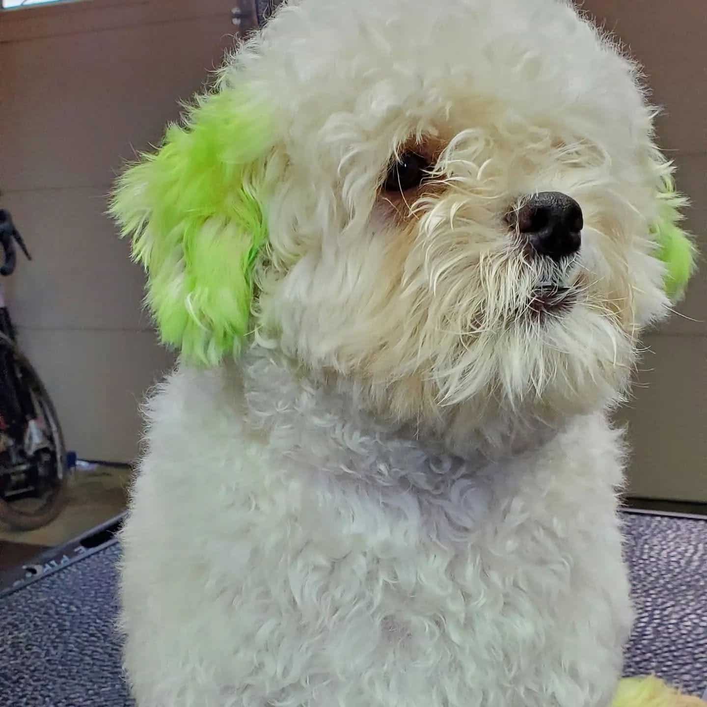 Creative Color Grooming