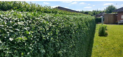 Images Rosendal Anlægsgartner