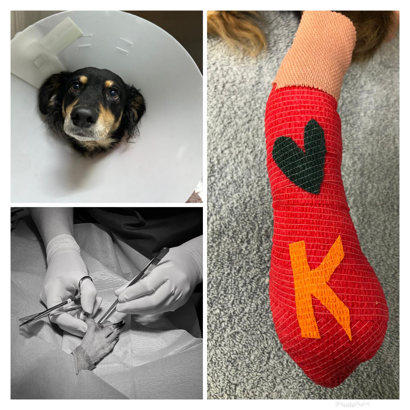 Images Streatham Hill Veterinary Surgery
