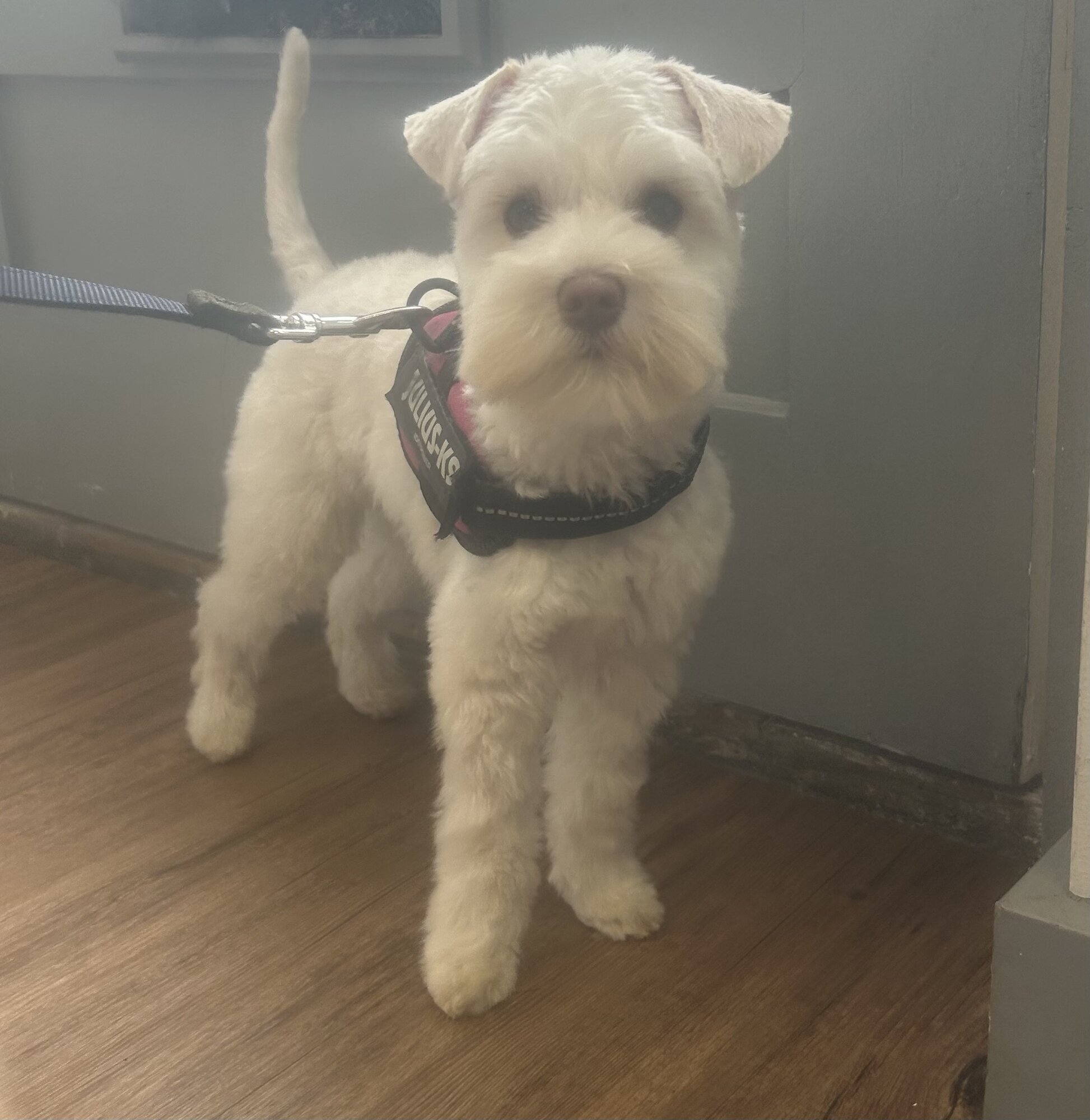 Images Me and My Dog