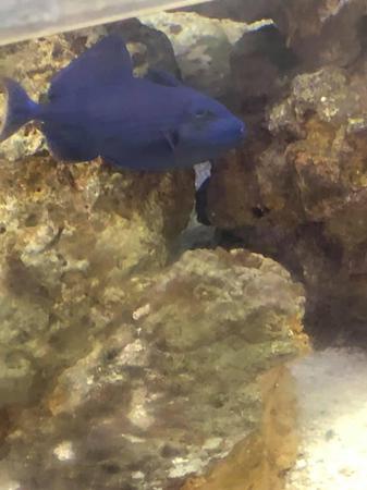 Images Frank's Pet Shop