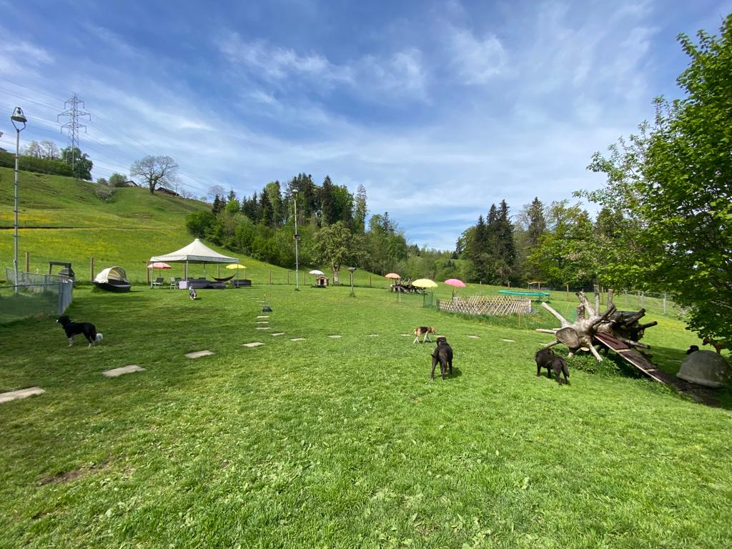 Bilder Alpepfötli GmbH