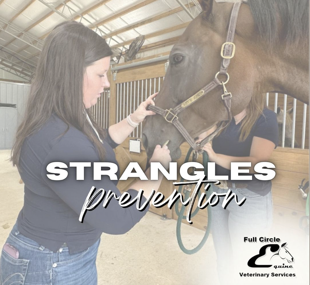 Keep your horse healthy and safe from Strangles with help from Full Circle Equine. Our knowledgeable staff can provide testing and help you understand the risk and possible preventative measures.