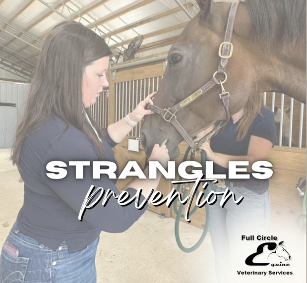 Images FULL CIRCLE EQUINE VETERINARY SERVICES