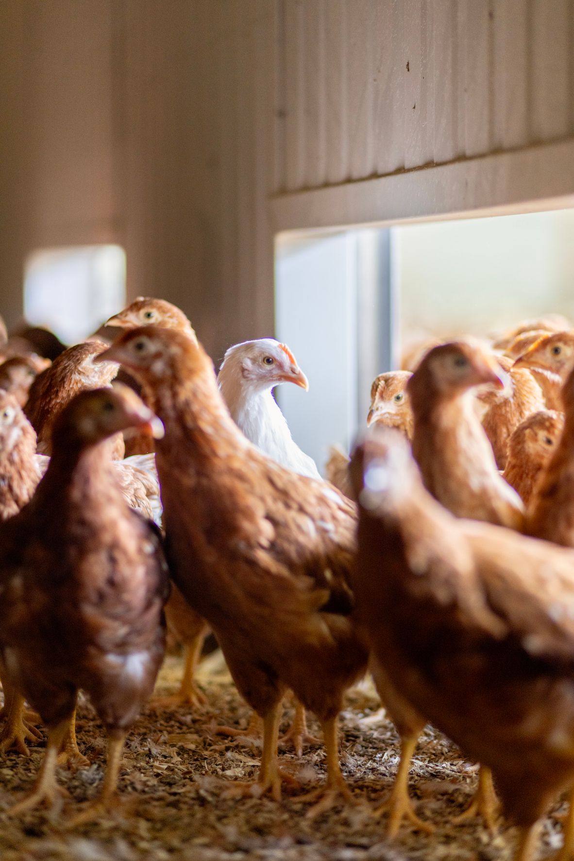 Bilder Soller Junghennen AG