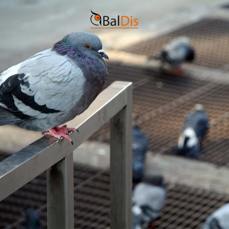 Images Baldis