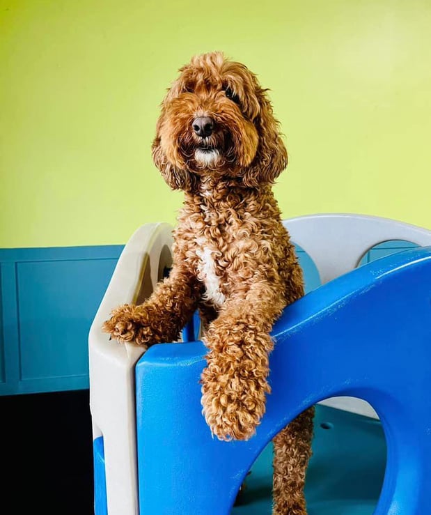 Images Bark & Roll