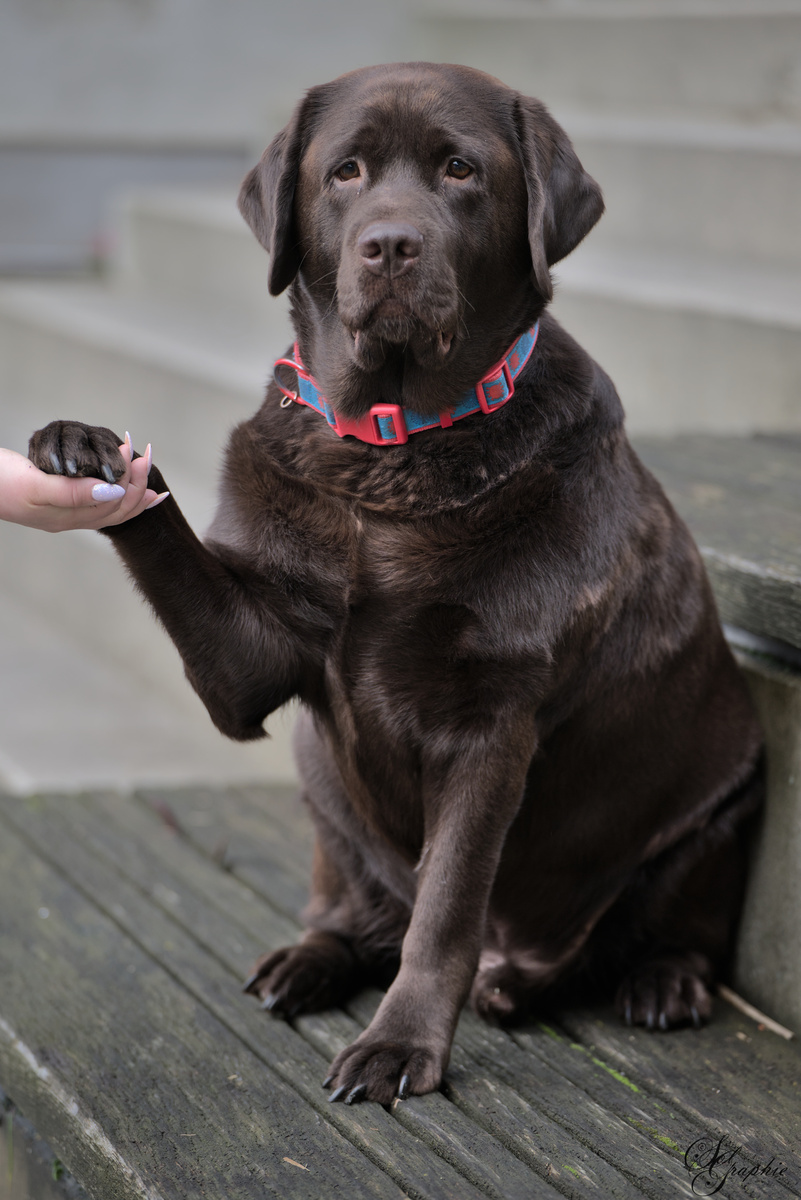 PawlityTime- Hundeschule Hamburg, Suhrenkamp 26 in Hamburg