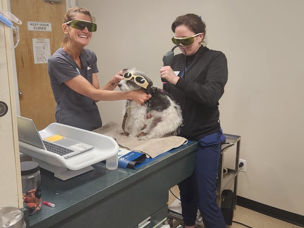 Images VCA Morris Plains Animal Hospital