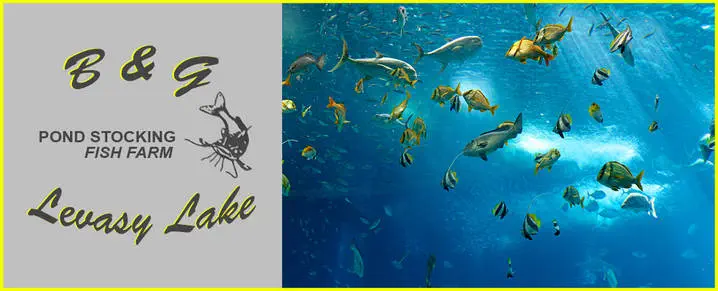 Images B & G Levasy Lake & Pond Stock