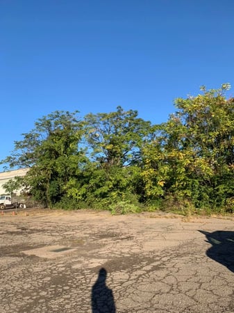 Images Triple T Tree Care