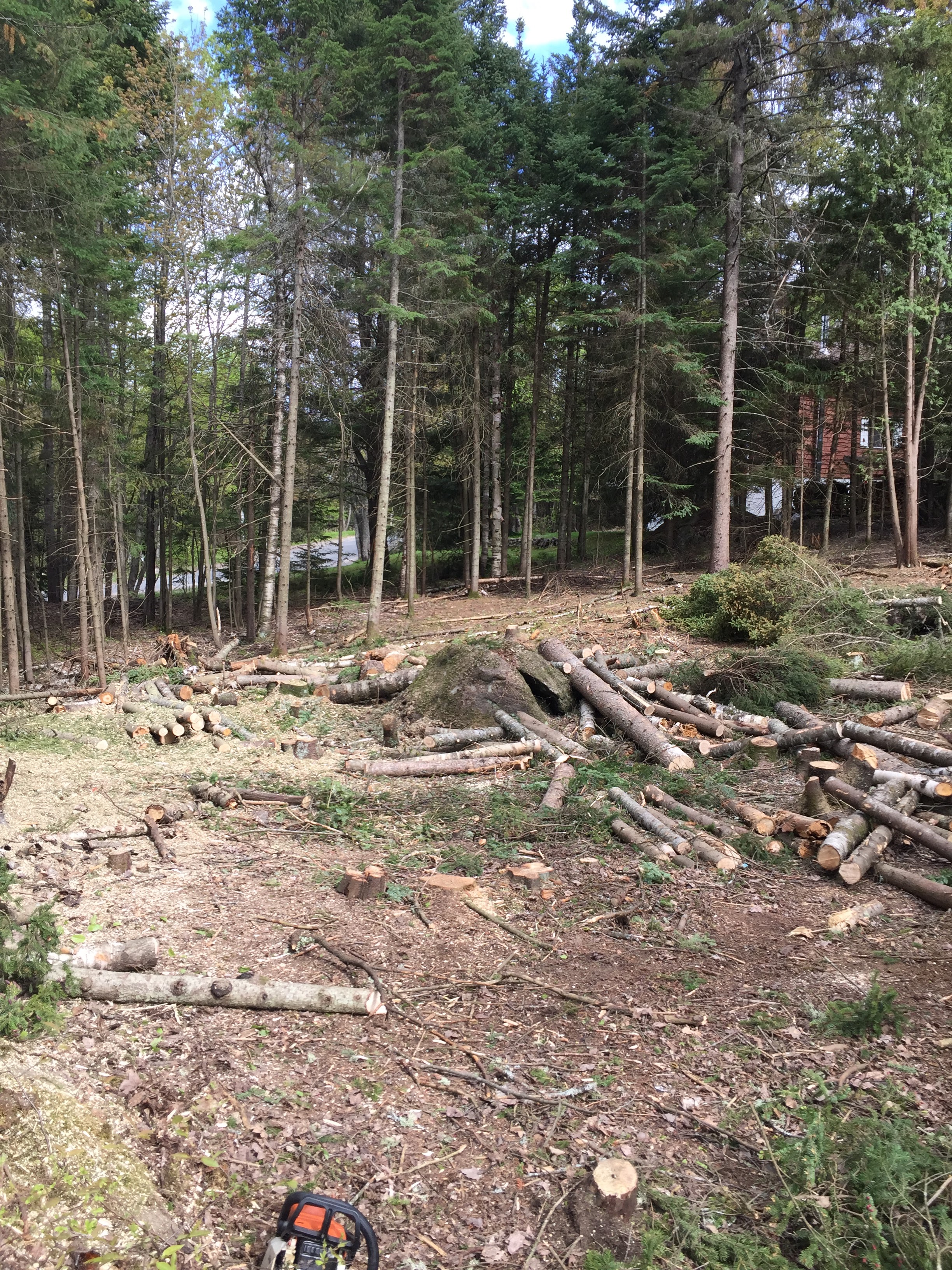 Images Élagage Frère d'Arbres