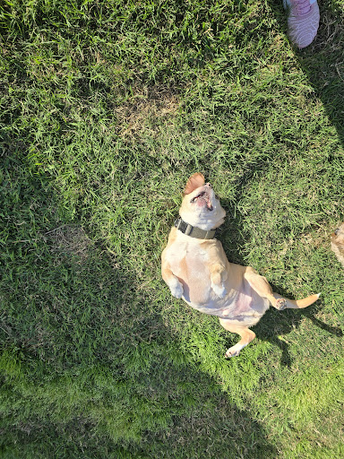 Images Serenity Pet Sitting & Boarding