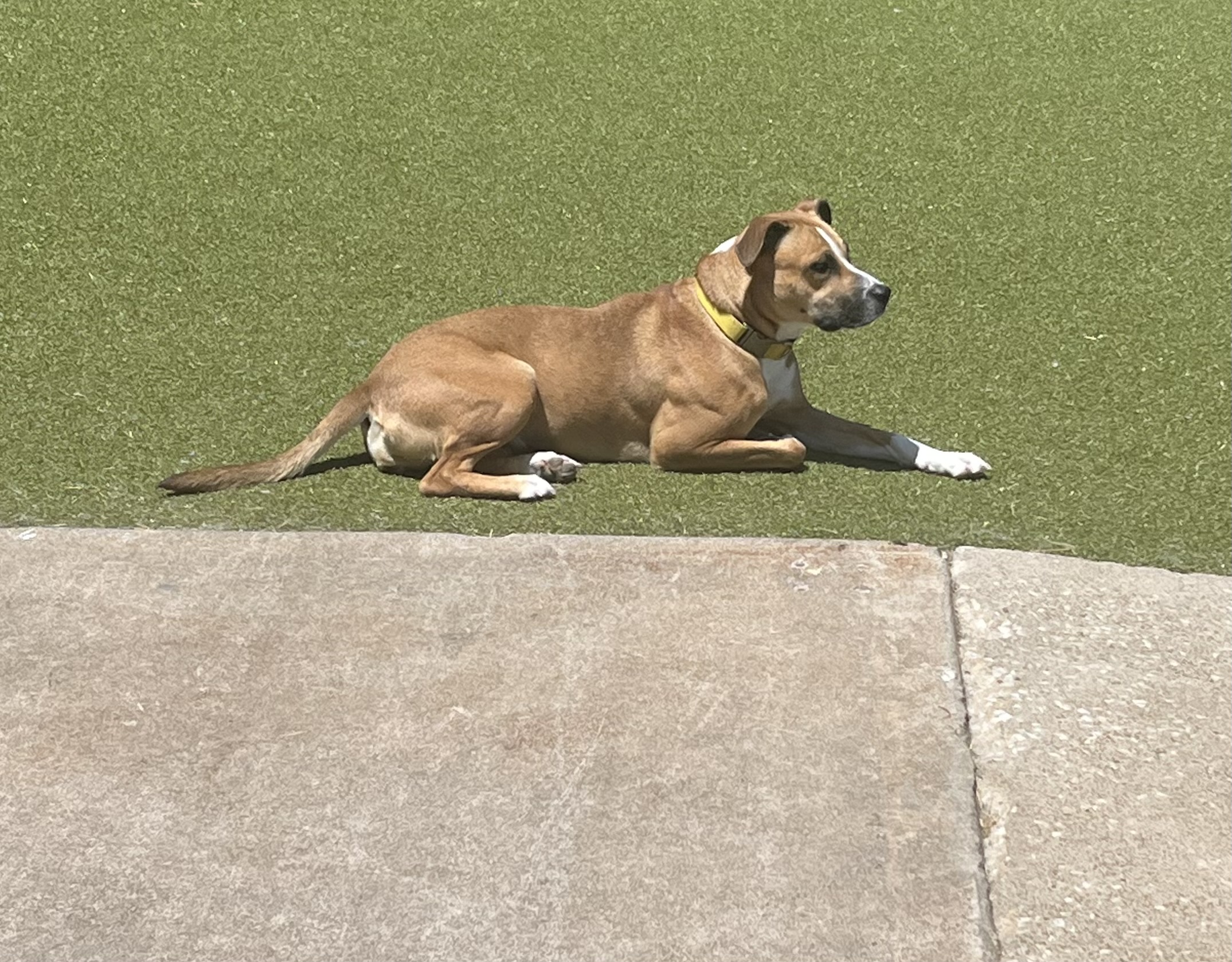 Brown dog relaxing on the artificial turf during outdoor daycare playtime. 