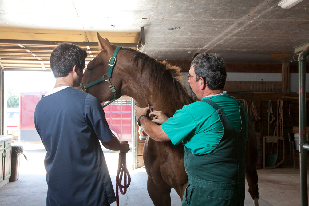 Dr. David Hahn, trained to care for equine, draws blood from the jugular vein of this beautiful patient. Annual blood work is invaluable as it monitors overall health and aids in early diagnosis and treatment while protecting from disease and preventing the spread of disease to other horses.